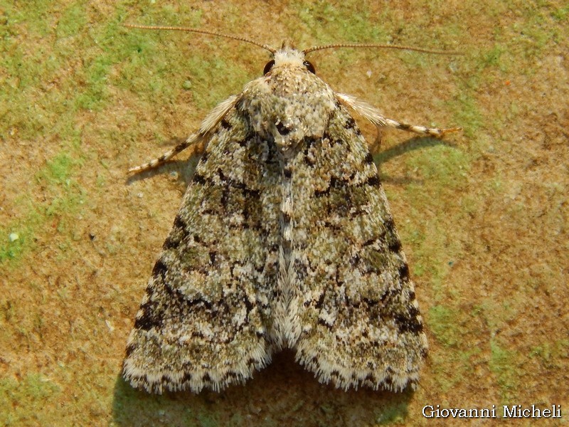 Nyctobrya (Bryopsis) muralis - Noctuidae